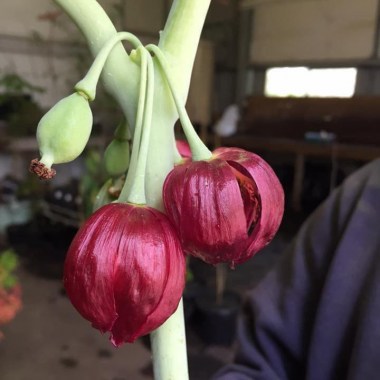 1podopyllum pleianthum 52